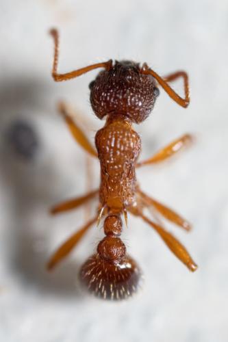 Réf. 181 053 : Myrmica sp.